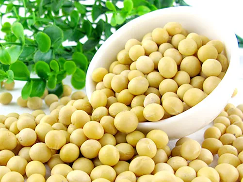 豆芽机怎么生长豆芽