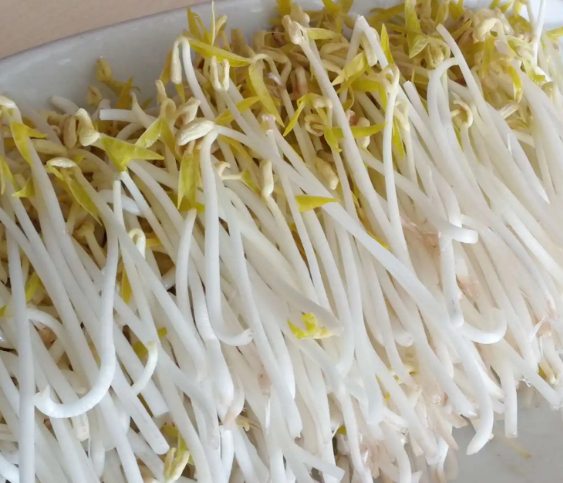 无公害豆芽机豆贵妃