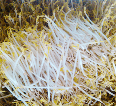 豆贵妃豆芽机生长豆芽