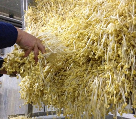 小型豆芽机生产豆芽需不需添加剂