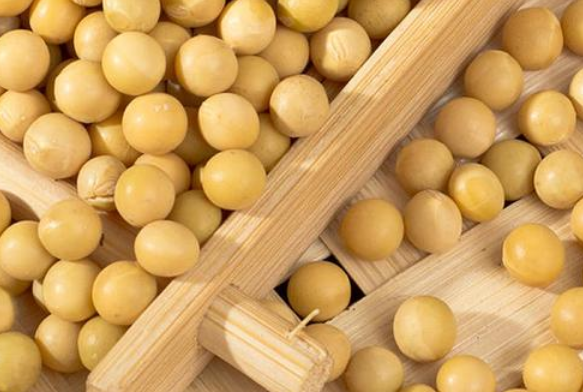 用豆芽机做豆芽应该用什么样的大豆