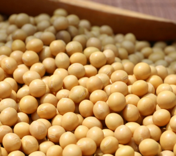 用豆皮机做豆皮应该选用什么样的黄豆