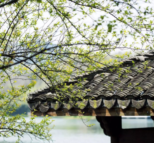 春风四月豆腐机