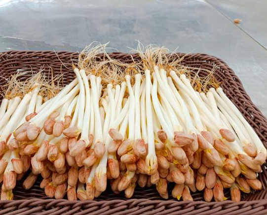 豆芽机能生产花生芽吗